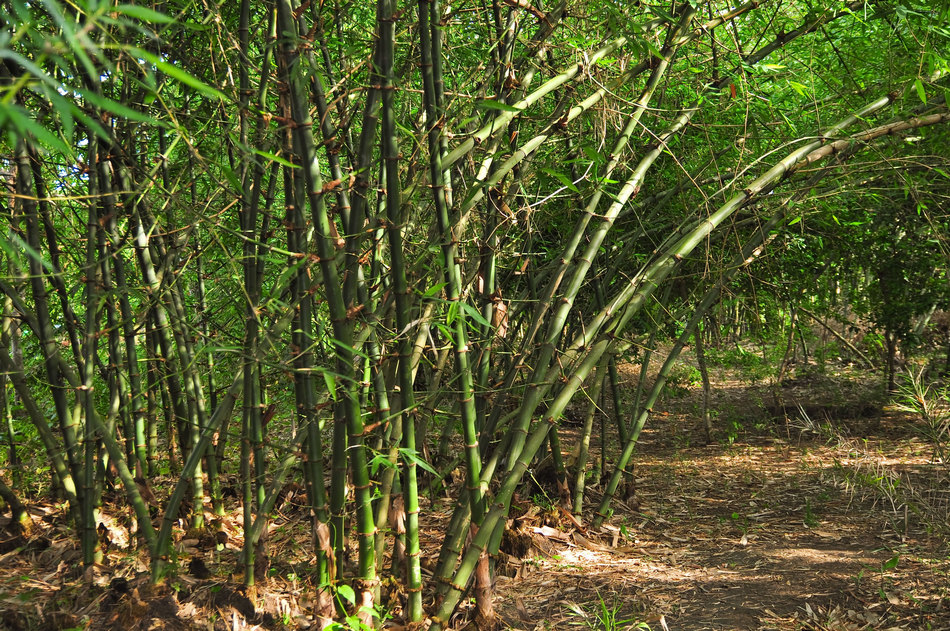 ಸುಂದರ ಕಾಡಿನ ರೋಚಕ ಕಥೆಗಳು-೧೦: ರೂಪಾ ರವೀಂದ್ರ ಜೋಶಿ ಸರಣಿ