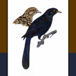 ಕೋಗಿಲೆ: ಡಾ. ಎಸ್.ವಿ. ನರಸಿಂಹನ್‌‌ ಸರಣಿ