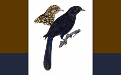 ಕೋಗಿಲೆ: ಡಾ. ಎಸ್.ವಿ. ನರಸಿಂಹನ್‌‌ ಸರಣಿ