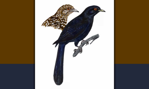 ಕೋಗಿಲೆ: ಡಾ. ಎಸ್.ವಿ. ನರಸಿಂಹನ್‌‌ ಸರಣಿ