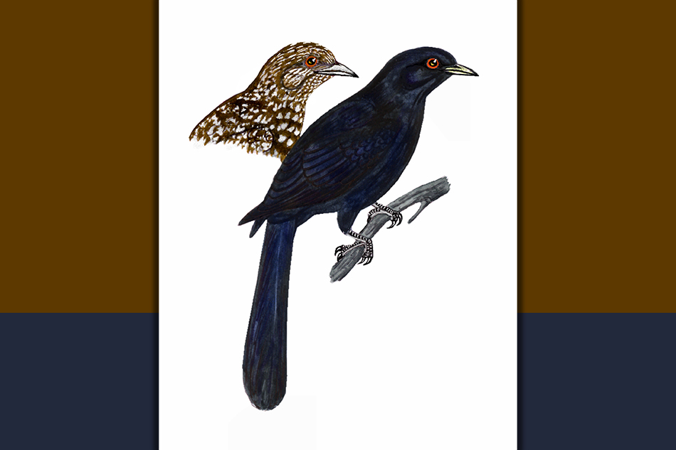 ಕೋಗಿಲೆ: ಡಾ. ಎಸ್.ವಿ. ನರಸಿಂಹನ್‌‌ ಸರಣಿ