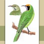 ಎಲೆಹಕ್ಕಿ:  ಡಾ. ಎಸ್.ವಿ. ನರಸಿಂಹನ್‌‌ ಸರಣಿ