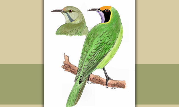 ಎಲೆಹಕ್ಕಿ:  ಡಾ. ಎಸ್.ವಿ. ನರಸಿಂಹನ್‌‌ ಸರಣಿ