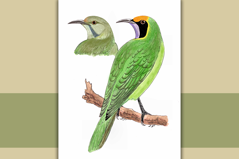 ಎಲೆಹಕ್ಕಿ:  ಡಾ. ಎಸ್.ವಿ. ನರಸಿಂಹನ್‌‌ ಸರಣಿ