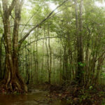 ಸಮೃದ್ಧ ಕಾಡಿನ ರೋಚಕ ಕಥೆಗಳು-೧೧: ರೂಪಾ ರವೀಂದ್ರ ಜೋಶಿ ಸರಣಿ