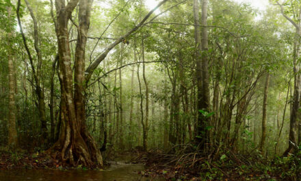 ಸಮೃದ್ಧ ಕಾಡಿನ ರೋಚಕ ಕಥೆಗಳು-೧೧: ರೂಪಾ ರವೀಂದ್ರ ಜೋಶಿ ಸರಣಿ
