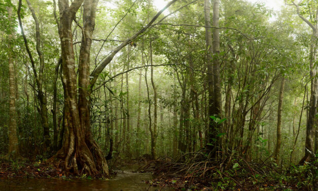 ಸಮೃದ್ಧ ಕಾಡಿನ ರೋಚಕ ಕಥೆಗಳು-೧೧: ರೂಪಾ ರವೀಂದ್ರ ಜೋಶಿ ಸರಣಿ