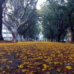 ಒಳಬಾರದು ಆ ವಸಂತ…:  ವಿನಾಯಕ ಅರಳಸುರಳಿ ಅಂಕಣ