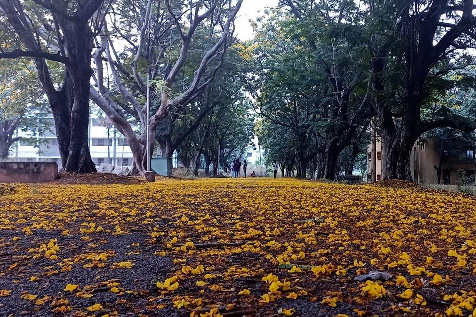 ಒಳಬಾರದು ಆ ವಸಂತ…:  ವಿನಾಯಕ ಅರಳಸುರಳಿ ಅಂಕಣ