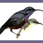 ಉದ್ದಕೊಕ್ಕಿನ ಸೂರಕ್ಕಿ: ಡಾ. ಎಸ್.ವಿ. ನರಸಿಂಹನ್‌‌ ಸರಣಿ