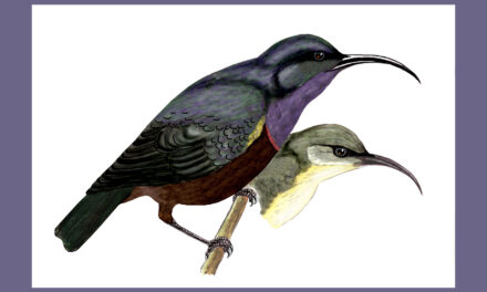 ಉದ್ದಕೊಕ್ಕಿನ ಸೂರಕ್ಕಿ: ಡಾ. ಎಸ್.ವಿ. ನರಸಿಂಹನ್‌‌ ಸರಣಿ