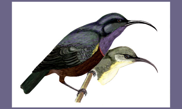 ಉದ್ದಕೊಕ್ಕಿನ ಸೂರಕ್ಕಿ: ಡಾ. ಎಸ್.ವಿ. ನರಸಿಂಹನ್‌‌ ಸರಣಿ