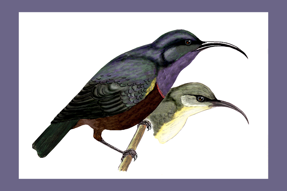 ಉದ್ದಕೊಕ್ಕಿನ ಸೂರಕ್ಕಿ: ಡಾ. ಎಸ್.ವಿ. ನರಸಿಂಹನ್‌‌ ಸರಣಿ