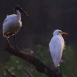 ನರೇಂದ್ರ ಅ ಭಟ್ ತೆಗೆದ ಈ ದಿನದ ಫೋಟೋ