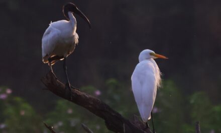 ನರೇಂದ್ರ ಅ ಭಟ್ ತೆಗೆದ ಈ ದಿನದ ಫೋಟೋ