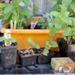 ಮನೆಮನೆ ಕೈತೋಟದಲ್ಲಿದೆ ಸಮುದಾಯ ಸೌಖ್ಯ: ಡಾ. ವಿನತೆ ಶರ್ಮ ಅಂಕಣ