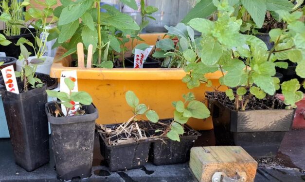 ಮನೆಮನೆ ಕೈತೋಟದಲ್ಲಿದೆ ಸಮುದಾಯ ಸೌಖ್ಯ: ಡಾ. ವಿನತೆ ಶರ್ಮ ಅಂಕಣ