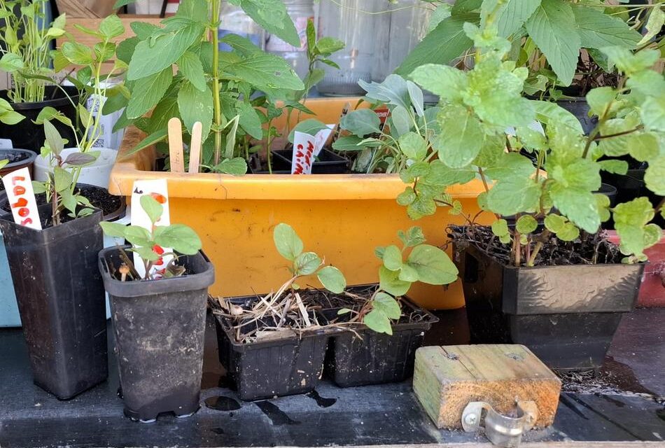 ಮನೆಮನೆ ಕೈತೋಟದಲ್ಲಿದೆ ಸಮುದಾಯ ಸೌಖ್ಯ: ಡಾ. ವಿನತೆ ಶರ್ಮ ಅಂಕಣ