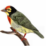 ಕಂಚುಕುಟಿಗ: ಡಾ. ಎಸ್.ವಿ. ನರಸಿಂಹನ್‌‌ ಸರಣಿ