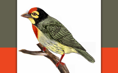 ಕಂಚುಕುಟಿಗ: ಡಾ. ಎಸ್.ವಿ. ನರಸಿಂಹನ್‌‌ ಸರಣಿ