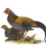 ಕಾಡುಕೋಳಿ: ಡಾ. ಎಸ್.ವಿ. ನರಸಿಂಹನ್‌‌ ಸರಣಿ
