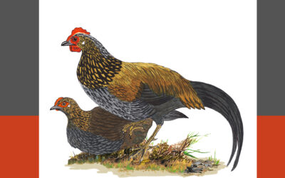 ಕಾಡುಕೋಳಿ: ಡಾ. ಎಸ್.ವಿ. ನರಸಿಂಹನ್‌‌ ಸರಣಿ