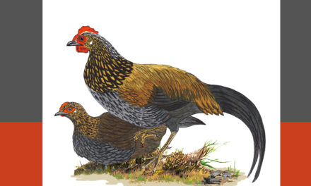 ಕಾಡುಕೋಳಿ: ಡಾ. ಎಸ್.ವಿ. ನರಸಿಂಹನ್‌‌ ಸರಣಿ