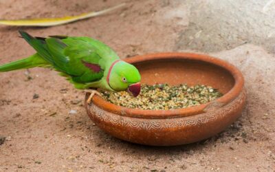 ವಿದ್ಯೆ ಹಾಗೂ ವಿವೇಕ – ಒಟ್ಟಿಗೆ ಇರುವುದಿಲ್ಲವೆ?: ಡಾ. ಎಲ್.ಜಿ. ಮೀರಾ ಅಂಕಣ