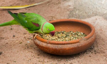 ವಿದ್ಯೆ ಹಾಗೂ ವಿವೇಕ – ಒಟ್ಟಿಗೆ ಇರುವುದಿಲ್ಲವೆ?: ಡಾ. ಎಲ್.ಜಿ. ಮೀರಾ ಅಂಕಣ