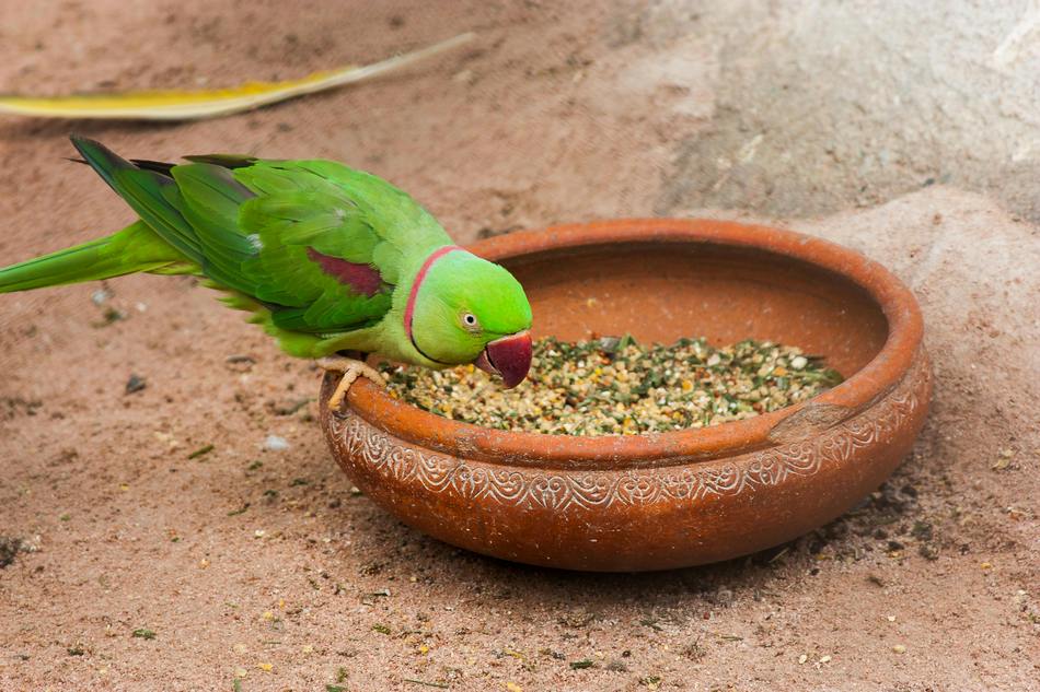 ವಿದ್ಯೆ ಹಾಗೂ ವಿವೇಕ – ಒಟ್ಟಿಗೆ ಇರುವುದಿಲ್ಲವೆ?: ಡಾ. ಎಲ್.ಜಿ. ಮೀರಾ ಅಂಕಣ