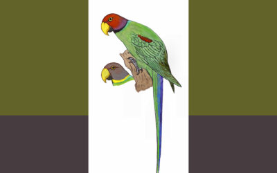 ಕೆಂದಲೆ ಗಿಳಿ: ಡಾ. ಎಸ್.ವಿ. ನರಸಿಂಹನ್‌‌ ಸರಣಿ