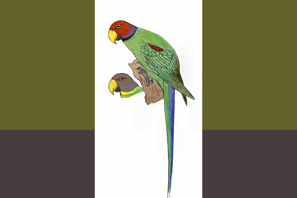 ಕೆಂದಲೆ ಗಿಳಿ: ಡಾ. ಎಸ್.ವಿ. ನರಸಿಂಹನ್‌‌ ಸರಣಿ