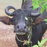 ಕೆಮ್ಮಣ್ಣು ಜೀರಿಂಬೆ ಮತ್ತು ಚಿಕ್ಕವ್ವನೆಂಬ ಎಮ್ಮೆ: ಎಸ್. ಗಂಗಾಧರಯ್ಯ ಅನುಭವ ಕಥನ