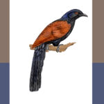 ಕೆಂಬೂತ: ಡಾ. ಎಸ್.ವಿ. ನರಸಿಂಹನ್‌‌ ಸರಣಿ