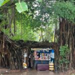 ಆಲದ  ಮರವೆಂಬ ಆಲಯದಲ್ಲಿ: ದೇವಿಕಾ ನಾಗೇಶ್‌ ಬರಹ
