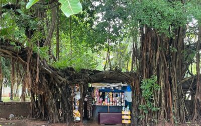 ಆಲದ ಮರವೆಂಬ ಆಲಯದಲ್ಲಿ: ದೇವಿಕಾ ನಾಗೇಶ್ ಬರಹ