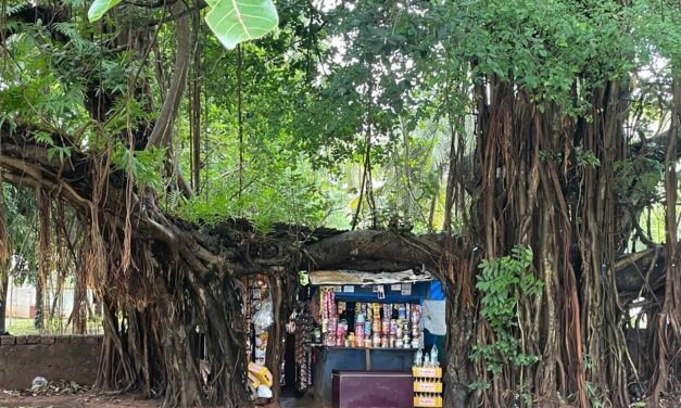 ಆಲದ  ಮರವೆಂಬ ಆಲಯದಲ್ಲಿ: ದೇವಿಕಾ ನಾಗೇಶ್‌ ಬರಹ