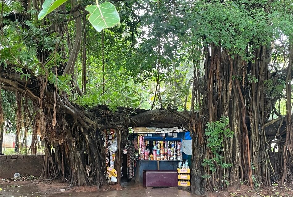 ಆಲದ  ಮರವೆಂಬ ಆಲಯದಲ್ಲಿ: ದೇವಿಕಾ ನಾಗೇಶ್‌ ಬರಹ