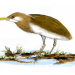ಕೊಳದ ಬಕ: ಡಾ. ಎಸ್.ವಿ. ನರಸಿಂಹನ್‌‌ ಸರಣಿ
