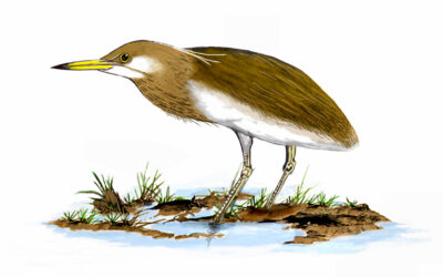 ಕೊಳದ ಬಕ: ಡಾ. ಎಸ್.ವಿ. ನರಸಿಂಹನ್ ಸರಣಿ