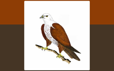ಗರುಡ: ಡಾ. ಎಸ್.ವಿ. ನರಸಿಂಹನ್ ಸರಣಿ