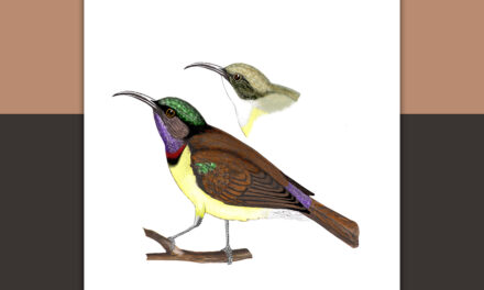 ಖಗರತ್ನ: ಡಾ. ಎಸ್.ವಿ. ನರಸಿಂಹನ್‌‌ ಸರಣಿ