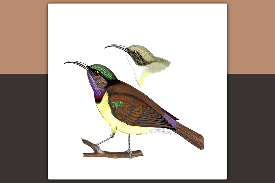 ಖಗರತ್ನ: ಡಾ. ಎಸ್.ವಿ. ನರಸಿಂಹನ್‌‌ ಸರಣಿ