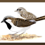 ಗುಬ್ಬಚ್ಚಿ: ಡಾ. ಎಸ್.ವಿ. ನರಸಿಂಹನ್‌‌ ಸರಣಿ