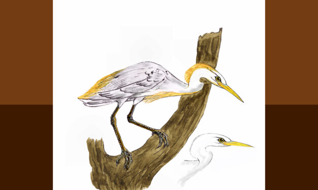 ಗೋವಕ್ಕಿ: ಡಾ. ಎಸ್.ವಿ. ನರಸಿಂಹನ್‌‌ ಸರಣಿ