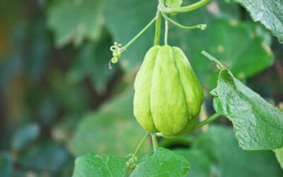 ಅಜ್ಜಿ ಹಿತ್ತಿಲೆಂಬ ಉಪವನ: ಸುಮಾವೀಣಾ ಅಂಕಣ