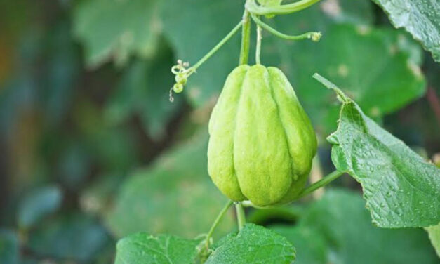 ಅಜ್ಜಿ ಹಿತ್ತಿಲೆಂಬ ಉಪವನ: ಸುಮಾವೀಣಾ ಅಂಕಣ