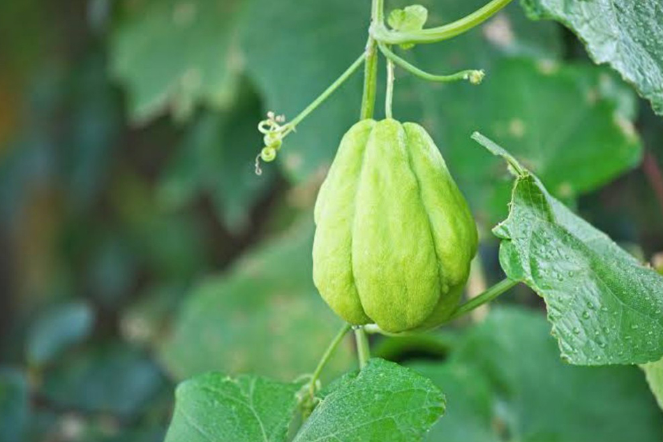 ಅಜ್ಜಿ ಹಿತ್ತಿಲೆಂಬ ಉಪವನ: ಸುಮಾವೀಣಾ ಅಂಕಣ