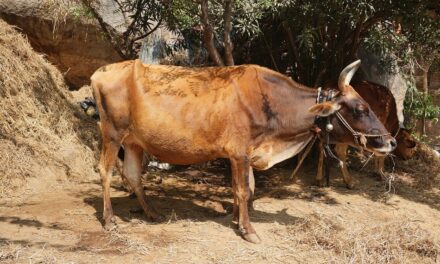 ಕಪ್ಪೆಂಚಿನ ಕಲ್ಡಿ ಮನೆ, ಕೆಂದೆತ್ತು ಮತ್ತು ಲಾಳ ಕಟ್ಟೋ ರೆಹಮಾನ್ ಸಾಬರು: ಎಸ್. ಗಂಗಾಧರಯ್ಯ ಅನುಭವ ಕಥನ