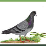 ನೀಲಿ ಕಲ್ಲಂಚೆ: ಡಾ. ಎಸ್.ವಿ. ನರಸಿಂಹನ್‌‌ ಸರಣಿ